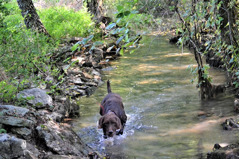 Artesian Well and Creek