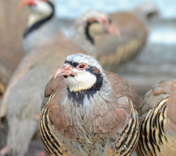 Bird Coops