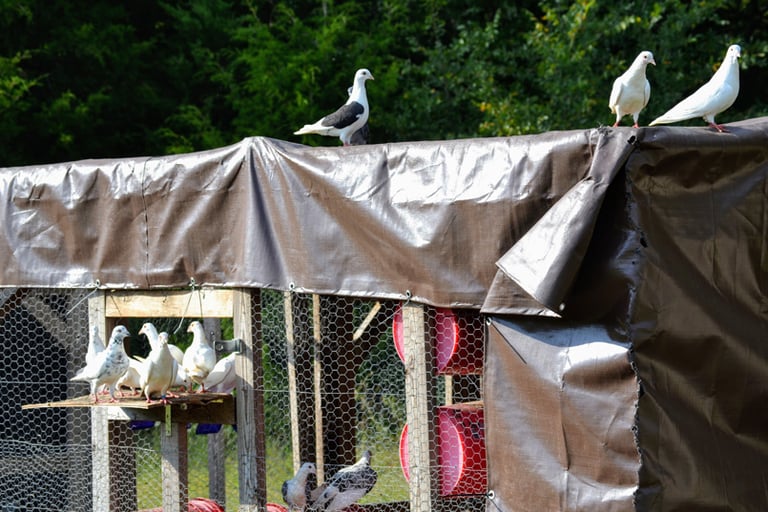 Bird Coops