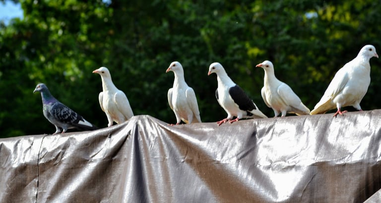 Bird Coops