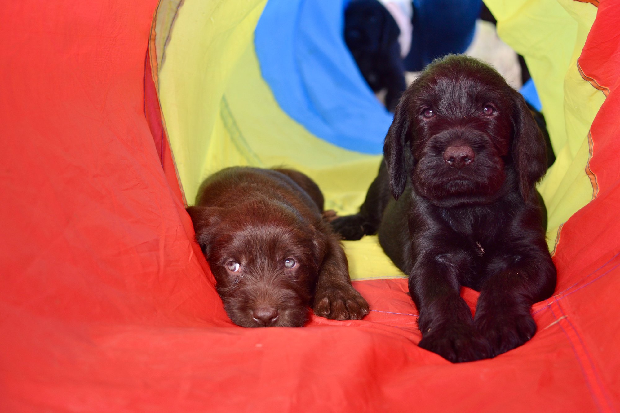 CBB603CF-7529-4DCD-A338-4AD43F82D2DC_1_201_a-1