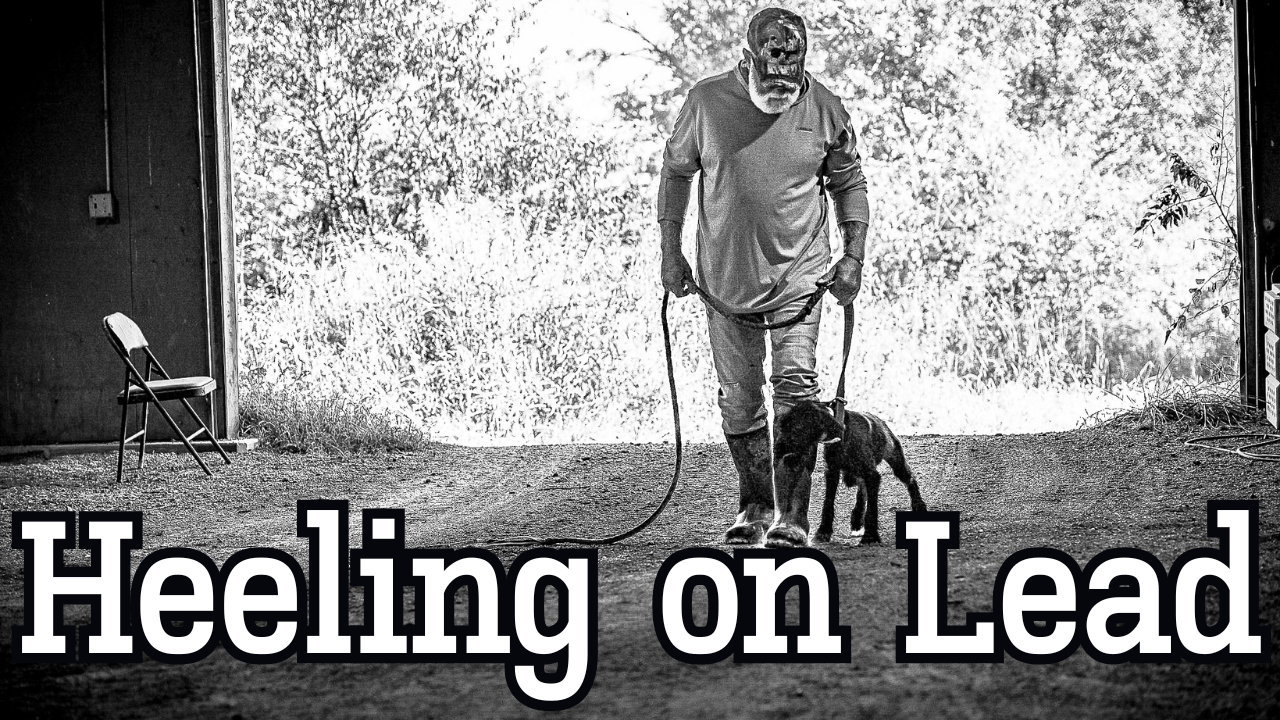 Heeling on Lead