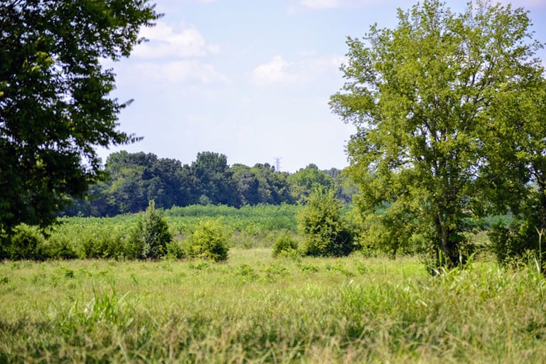 Training Fields