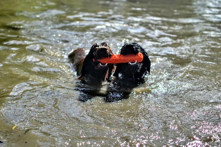 Training Pond